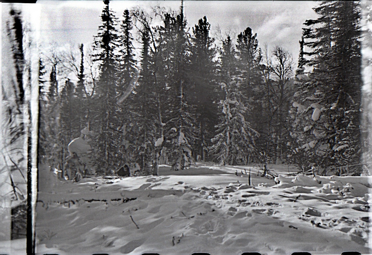    Тайна перевала Дятлова наконец раскрыта или очередная ложь