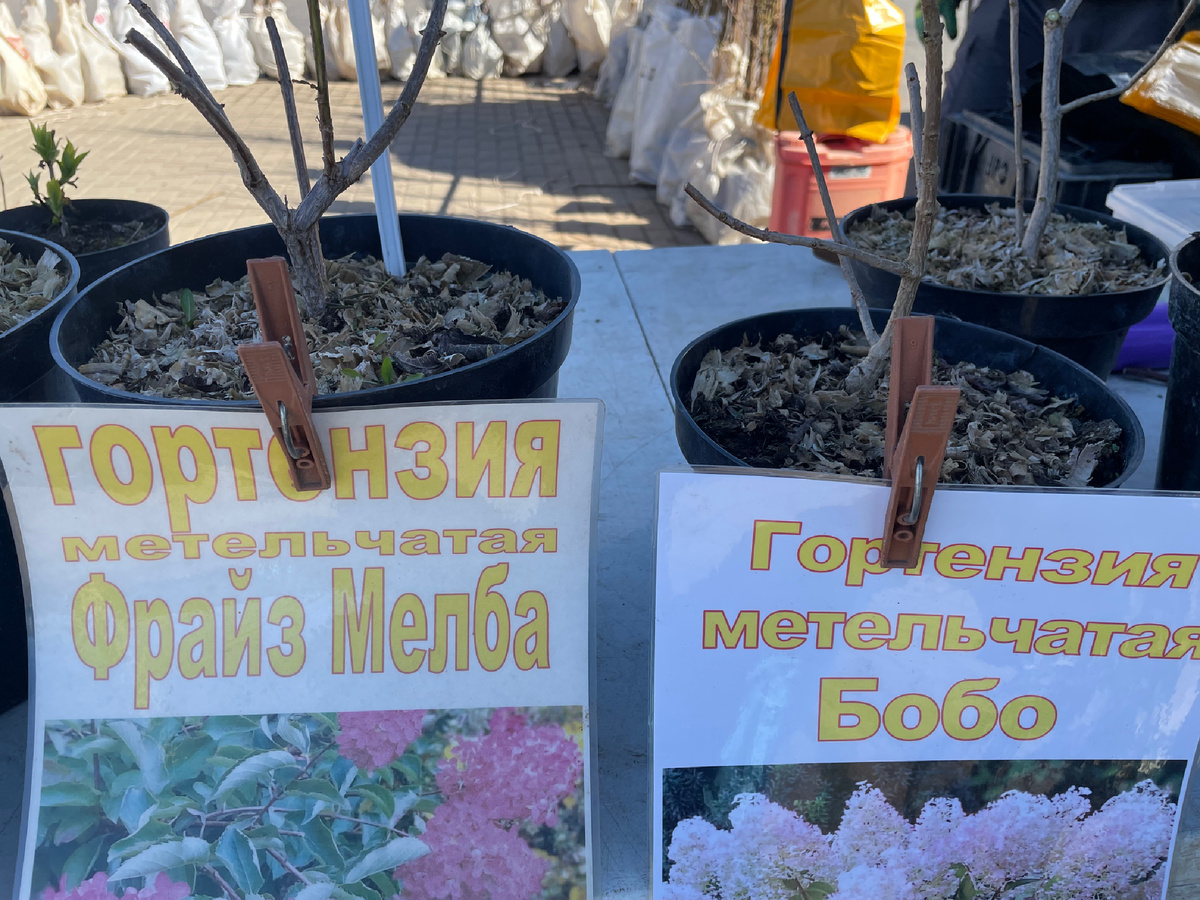 Метельчатые гортензии трехлетки