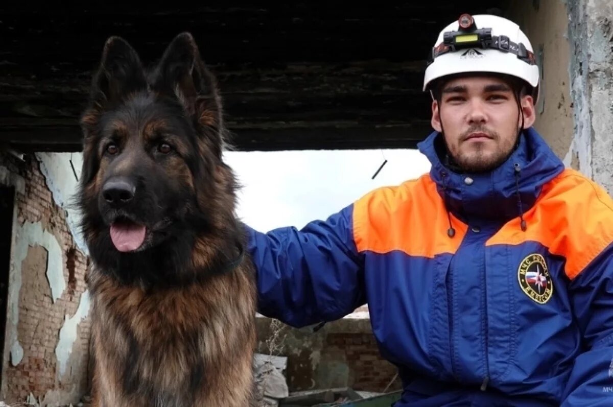    Спасатель Легошин рассказал, как поисковые собаки помогают спасать людей