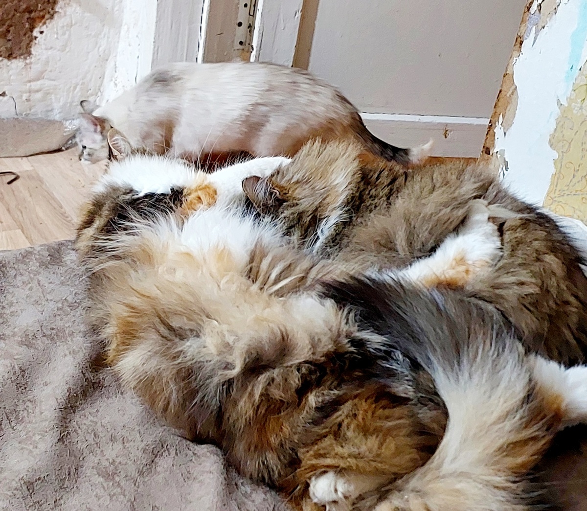 Буся и Рыжая - попробуй разбери, кто где 😁