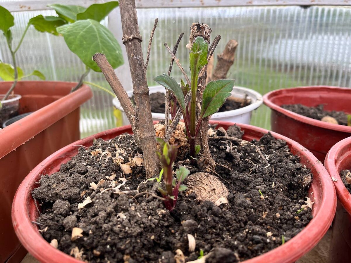 клубень посаженный в горшок, с первыми побегами.