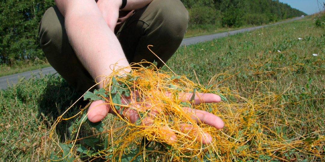 Когда ее обнаруживают в полях – выжигают вместе со злаками. Чем повилика опасна для людей, собак, кошек и прочих животных