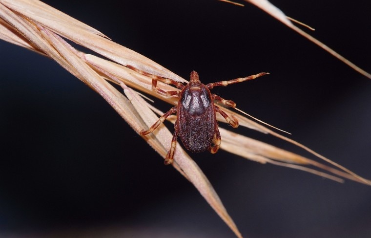    Shutterstock/FOTODOM