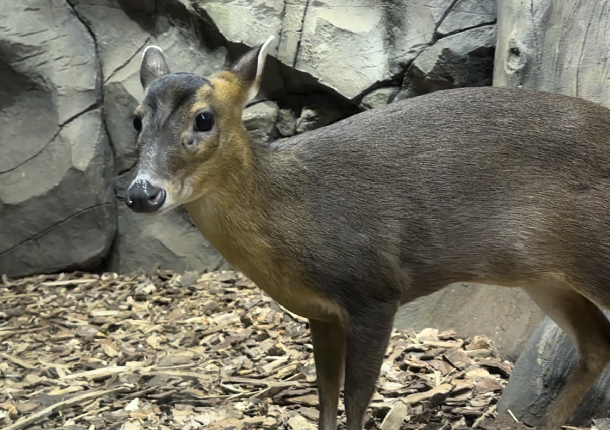 Фото © «Московская газета»