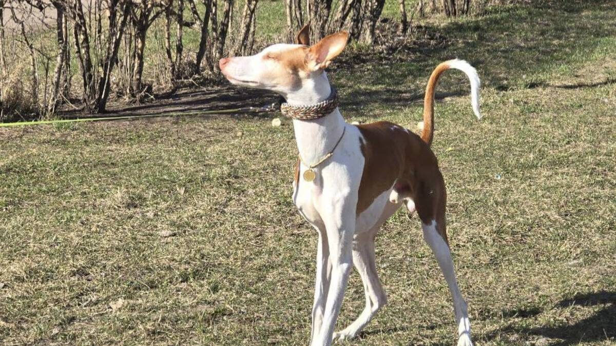    Фото: t.me/fontankazveri