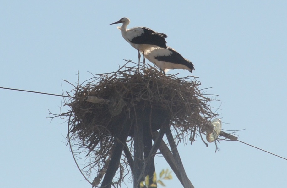 Аисты в гнезде в прошлом году