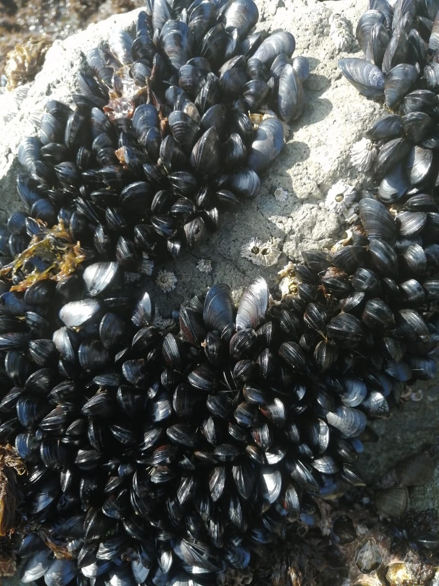 Колония мидий на прибрежных камнях. Фото автора.