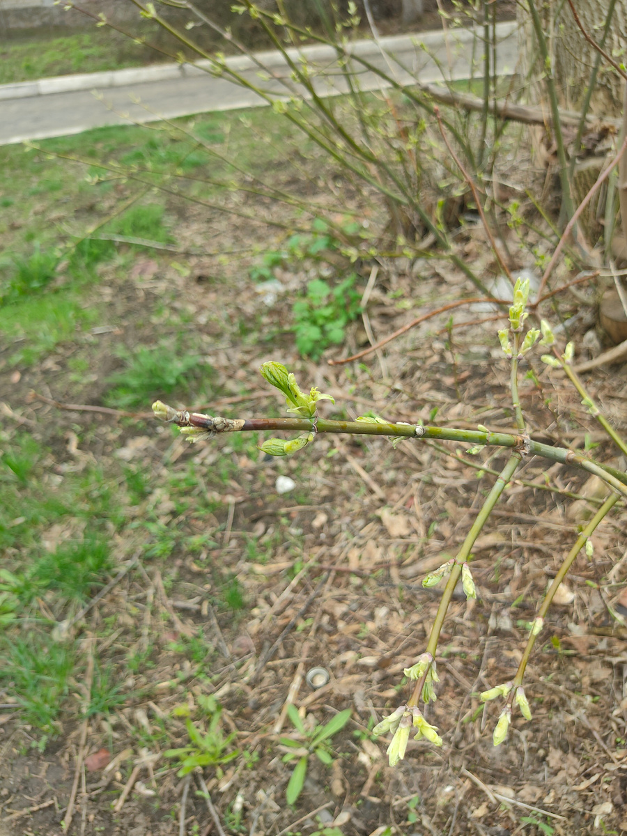 Листья распускаются