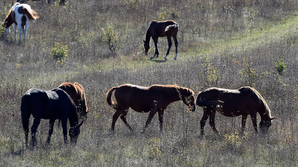 Фото: Виктор Коротаев / Коммерсантъ