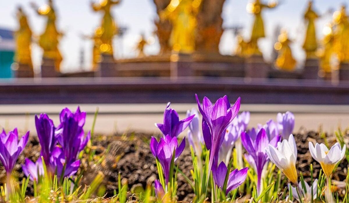     Цветы на ВДНХ. Источник: mos.ru Автор фото: Пресс-служба Мэра и Правительства Москвы