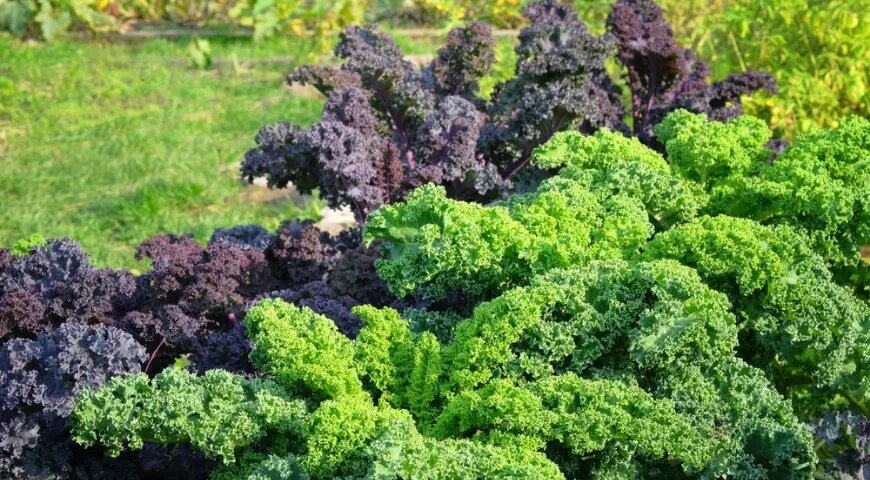   Цвет листьев зависит от сорта капусты: он может быть как зеленым, так и темно-фиолетовым (shutterstock)