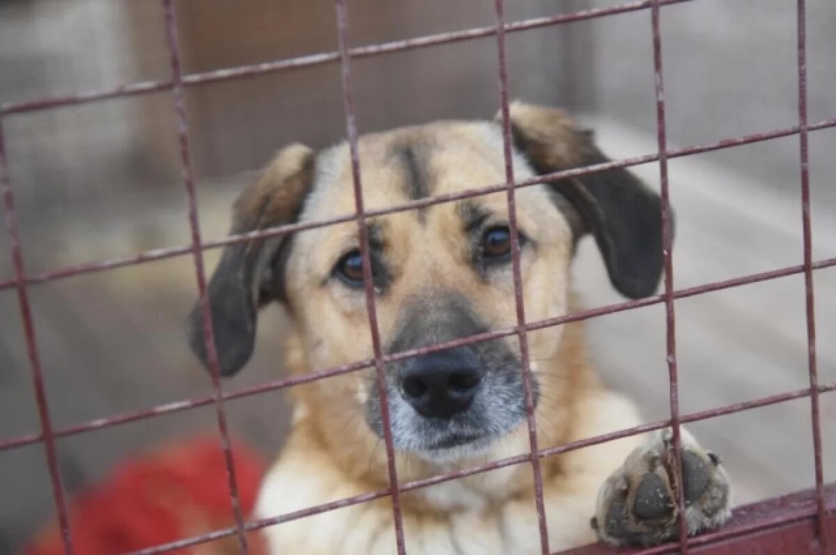    Председатель СК РФ взял на контроль дело о бездомных собаках в Калуге