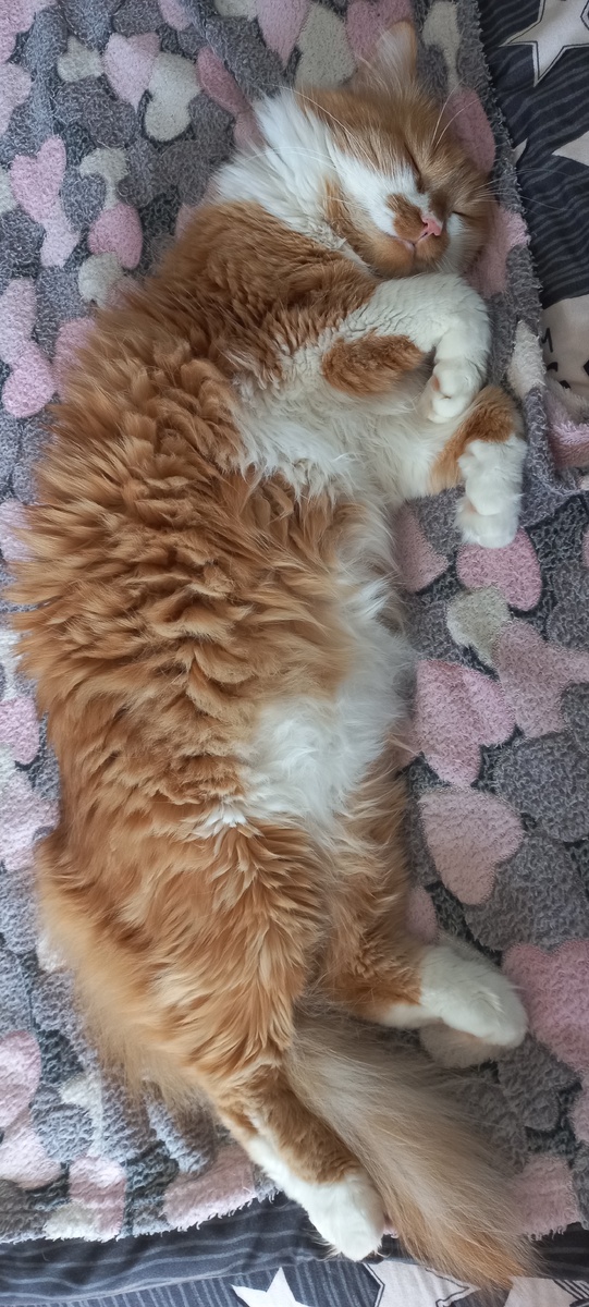 Мой Степан (фото мое)