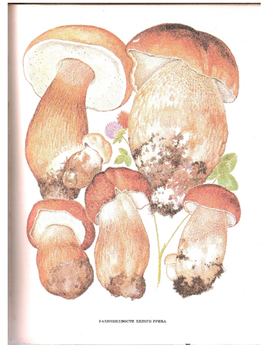 Рисунок из книги Ф.В.Федорова «Грибы»
Правый верхний похож на «тяжеловеса». 
