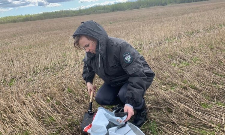    Очаг золотистой картофельной нематоды ликвидировали после упорной борьбы с вредителем в Новгородской области