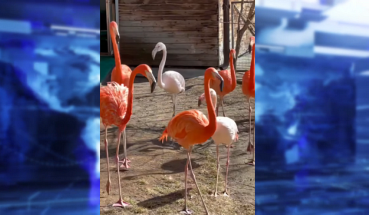     Фламинго. Источник: nsktv.ru Автор фото: ТК Новосибирского зоопарка