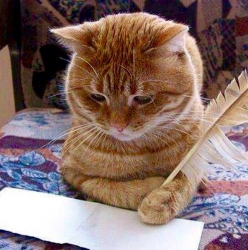 Я сегодня весь в делах!😼