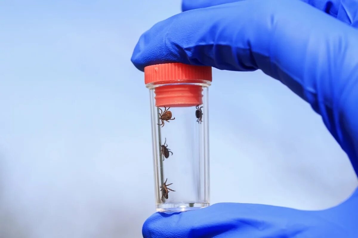    51 человек пострадали от укусов клещей в Псковской области