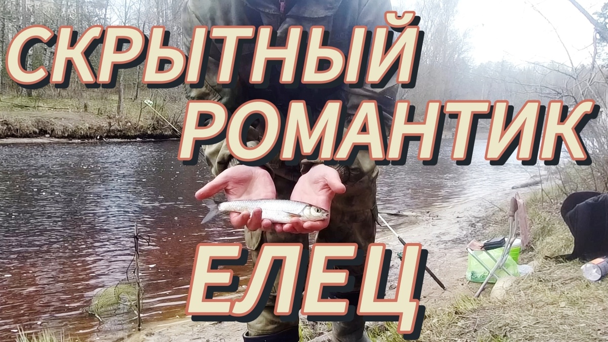 Скрытный романтик ЕЛЕЦ. Всё о нересте ельца. #рыбаелец, #елец, #нерестельца