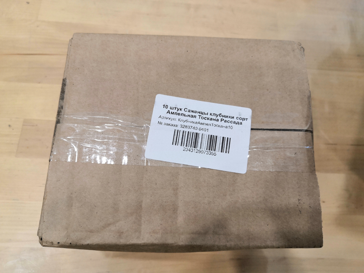 Упаковка саженцев с земляникой