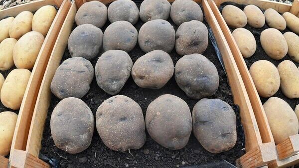    © Sputnik / Виктор Толочко