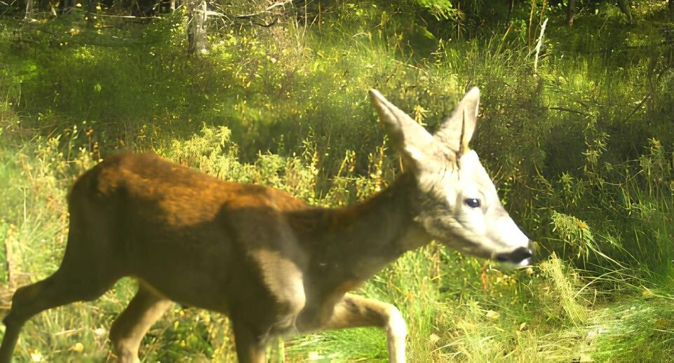    пресс-служба парка «Бойковщина»