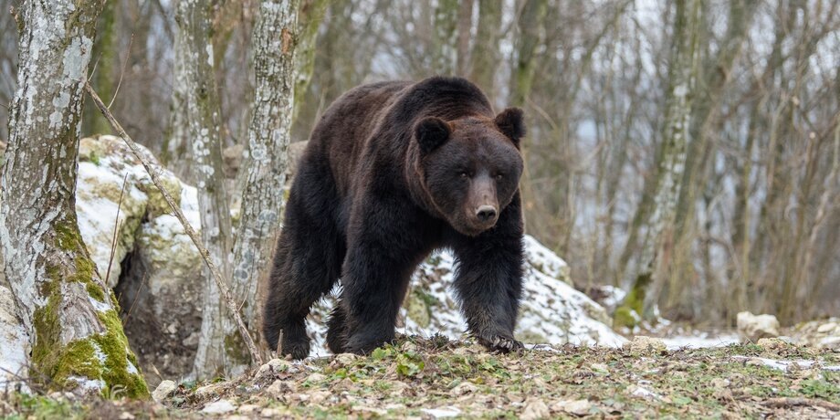 Фото: 123RF/byrdyak