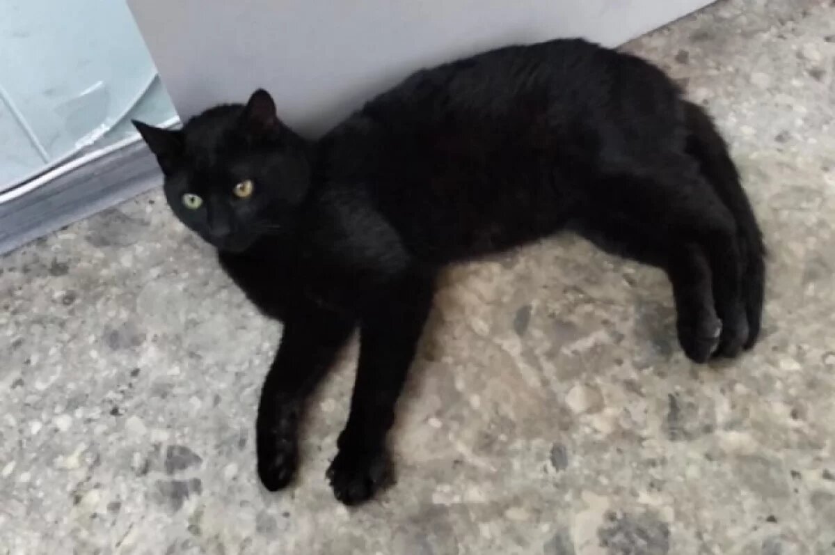    Не будь Бураком.