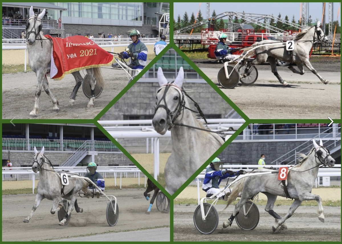 Победитель приза Барса - 2021 в резвость 2.08,8( лучшая резвость четырехлетнего орловца в сезоне по ипподрому "Акбузат", приза Отклика, Приза ДИСТАНЦИОННЫЙ г.УФЫ. Майкл ((Канзас - Мирабель)