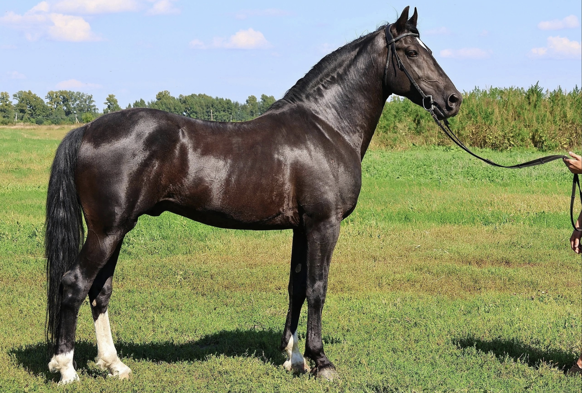 Жеребец  2012 гр Живой Порыв от Прогноза и Жаклин. 