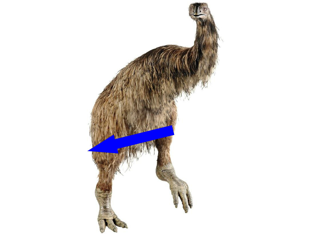    Тайна гигантских моа почему эти птицы исчезли навсегда