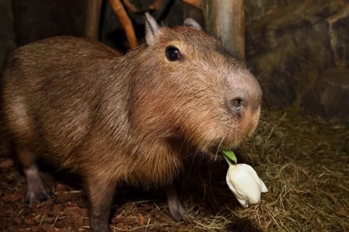    13 апреля туляков приглашают на день рождения капибары Валентина