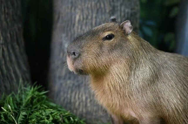    Фото: Тульский областной экзотариум