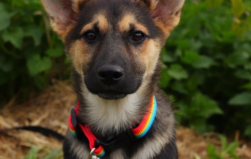 Взяли на время - полюбили навсегда😍