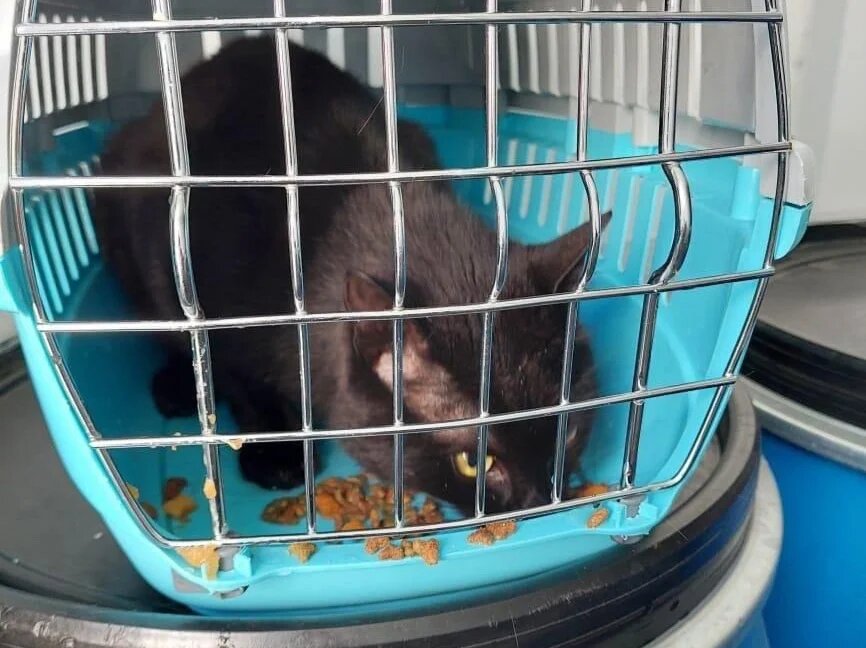 Фото: Telegram-канал FESCO