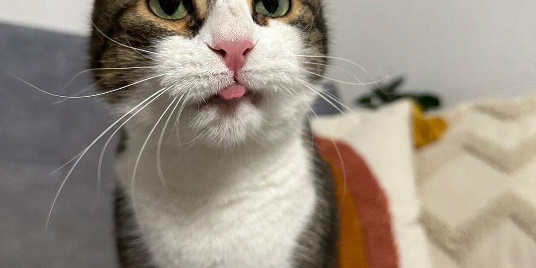 Корм в постоянном доступе - это норма?