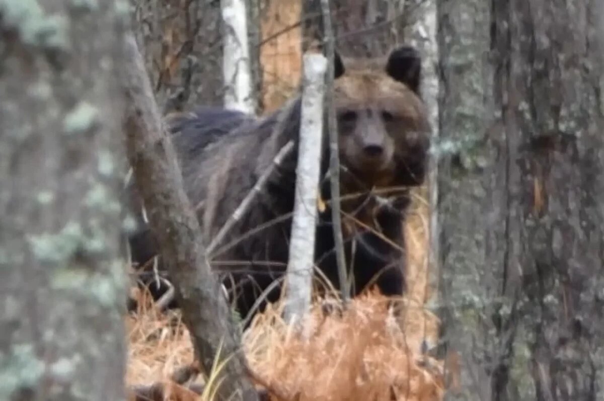    Охотник Татарников: на человека в Подмосковье мог напасть медведь-шатун
