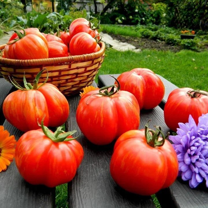 Томат Рябчик