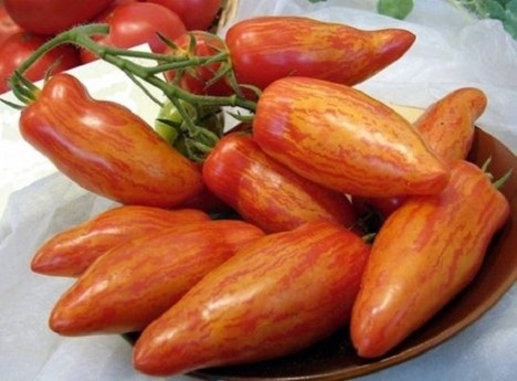 Томат Перцевидный