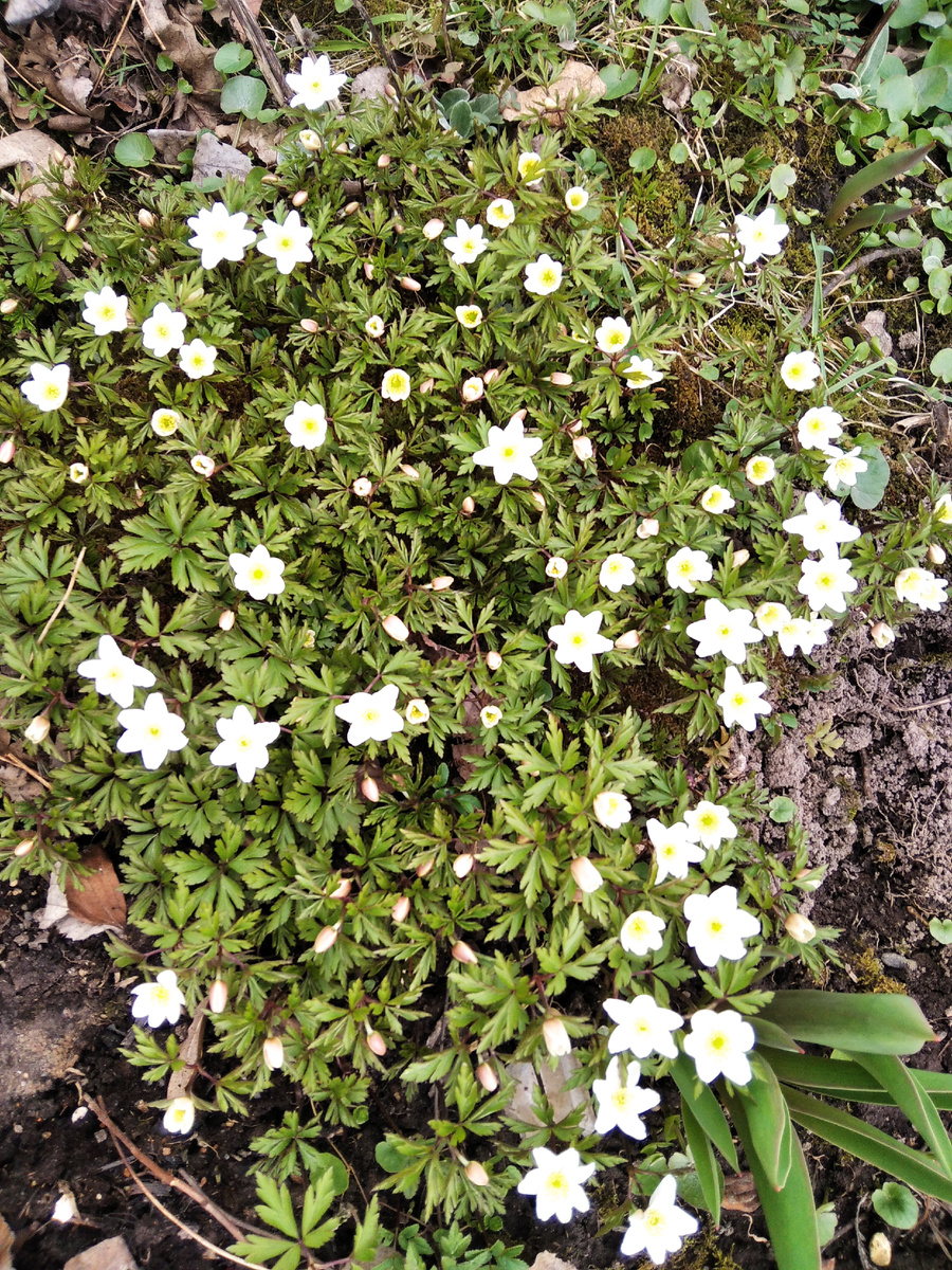 Анемона дубравная