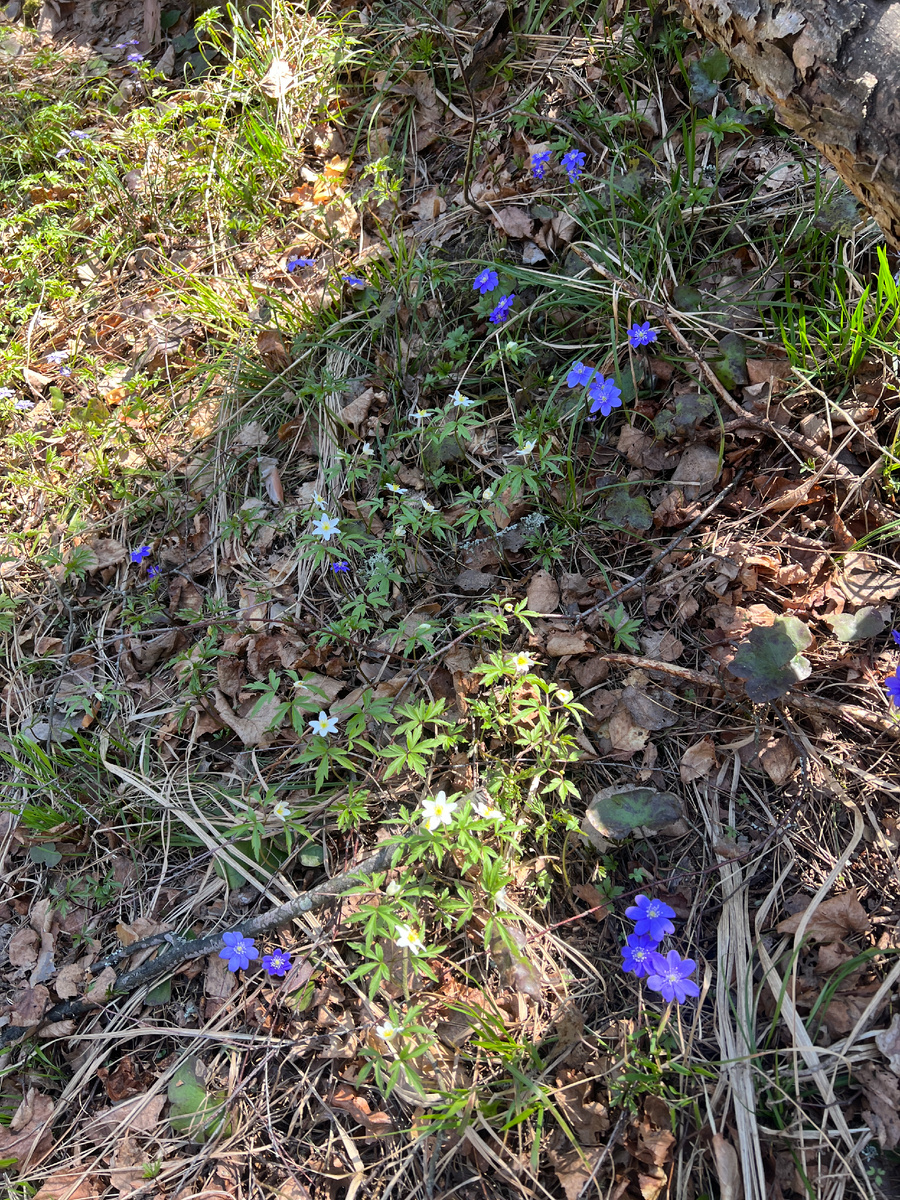 Фото автора. 04.04.25