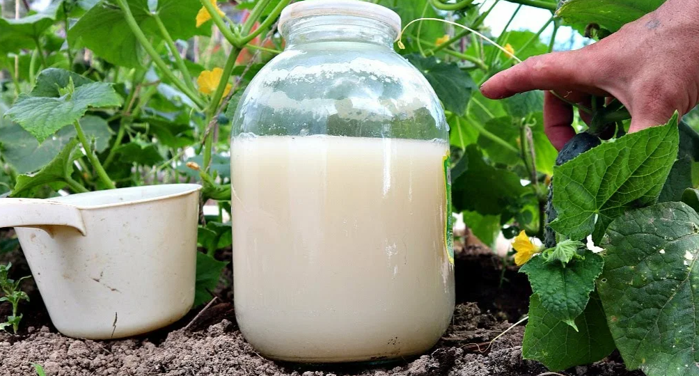 Секрет советских агрономов: мощная подкормка из 2 ингредиентов для крепкой рассады
