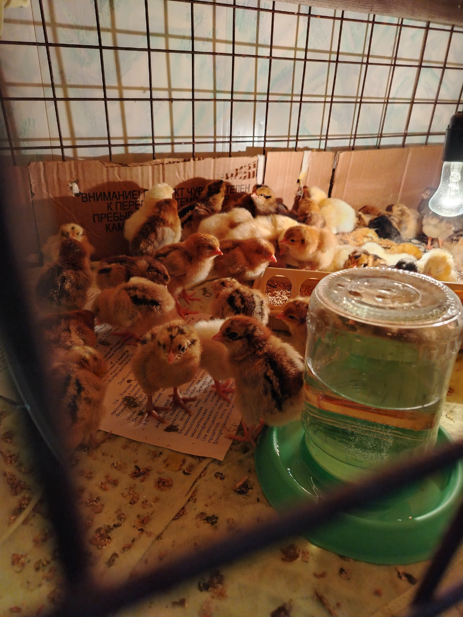 Кто-то спит, а кто-то гуляет. 