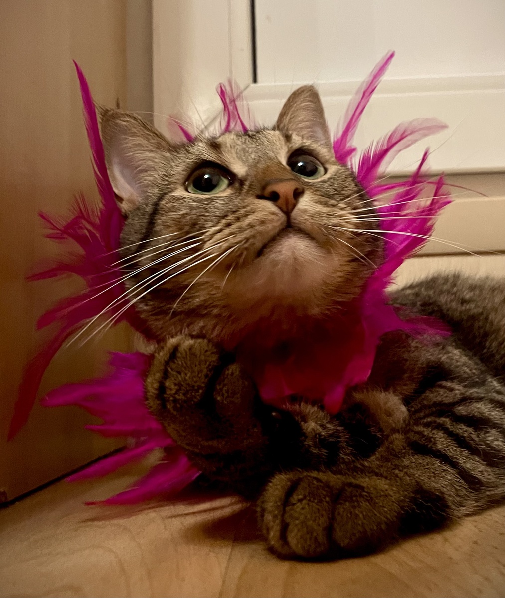 «Божечьки, насколько же я шикарен!»