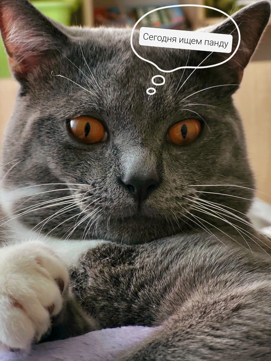 Нанятый спецагент ночных квестов