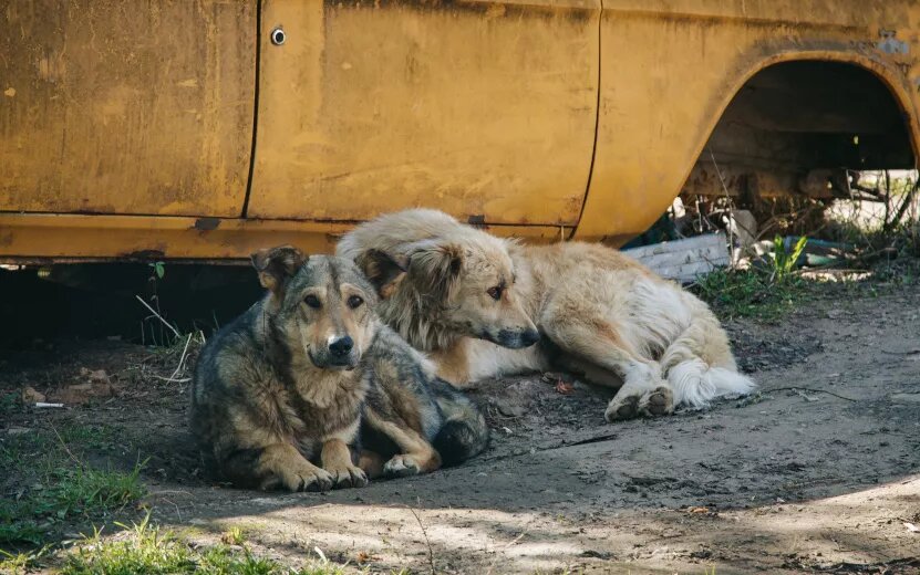    Бессмысленная уборка улиц от пыли, угроза бездомных собак и слишком маленькая пенсия: что обсуждают ижевчане 4 апреля