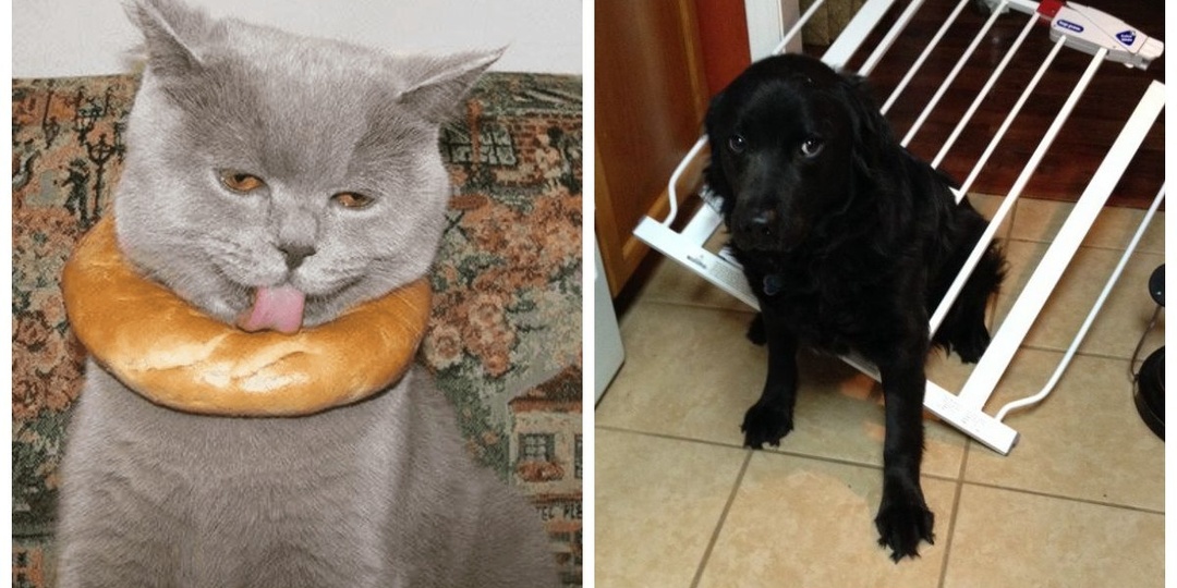 Любопытство, победившее рассудок: 20 смешных питомцев, которые застряли в самых неожиданных местах