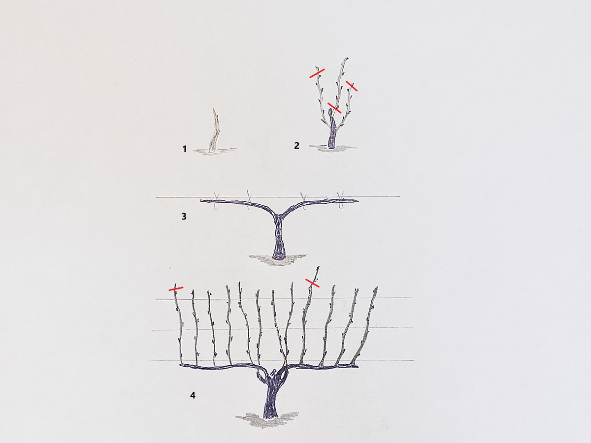 1 - куст после подрезки перед началом второго года. 2 - подрезка перед началом второго года. 3 - подвязка к шпалере с удалением лишних глазков. 4 - подрезка перед началом четвертого года