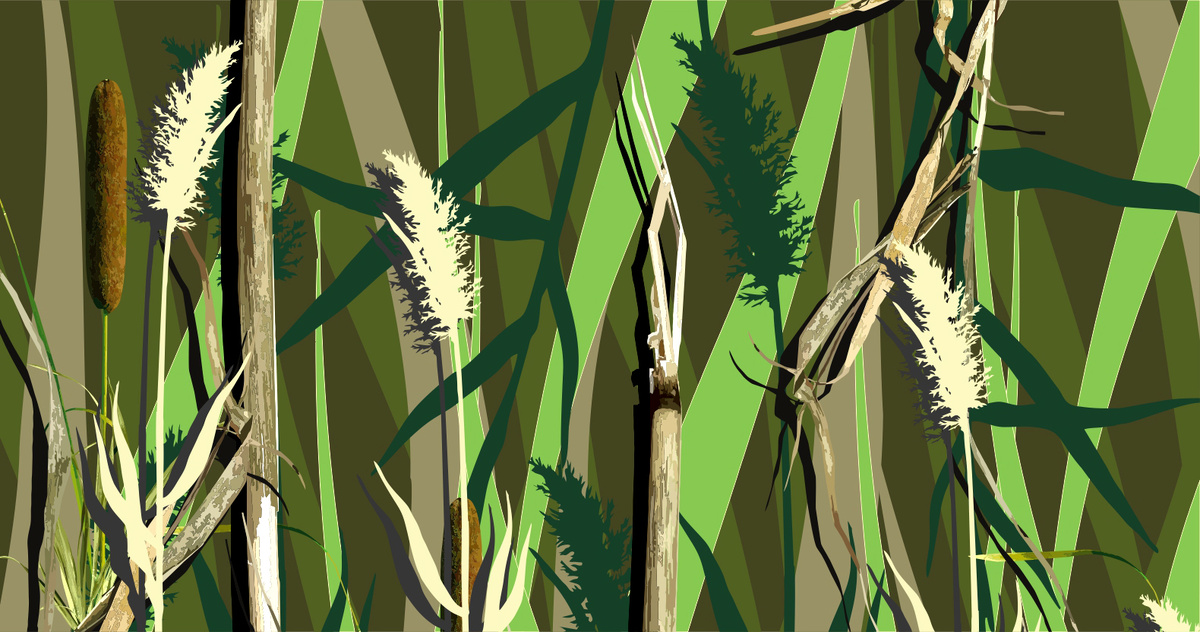 Трава, камыш, рогоз, графика