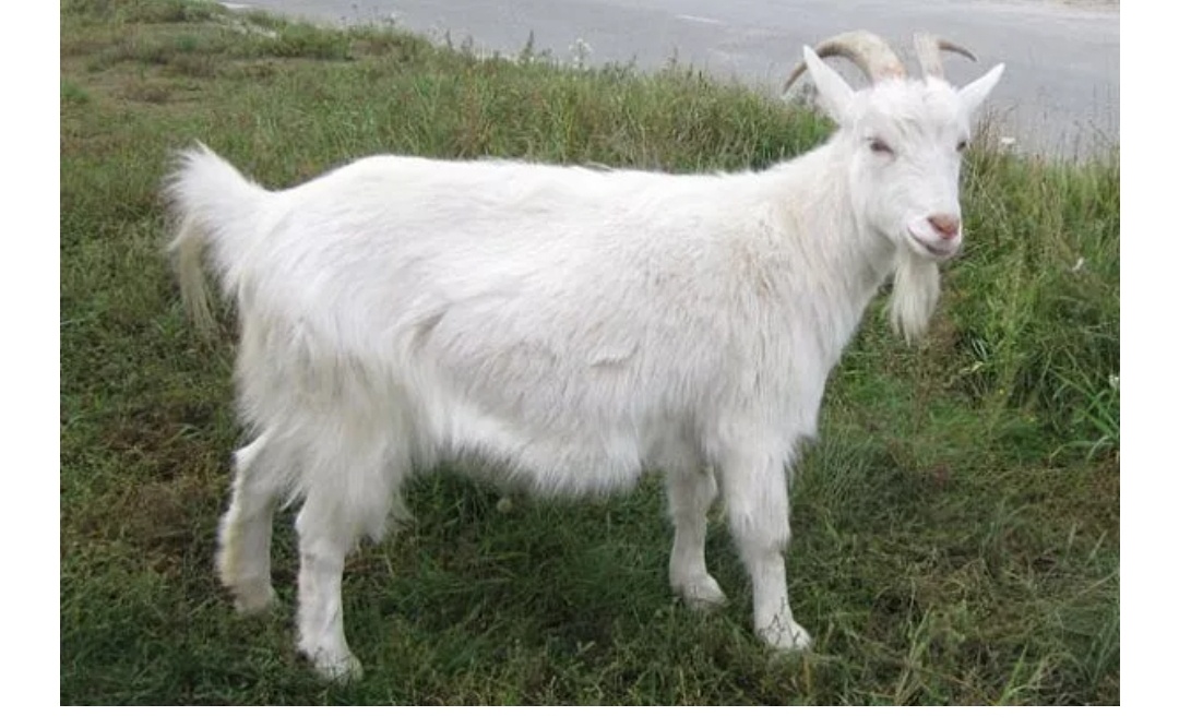 Русская белая коза известна высокими надоями. За лактационный период можно получить до 800 л молока при показателе жирности 5-6 %. Суточный надой – 3-5 л.